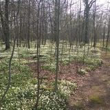 Anemoner i skoven